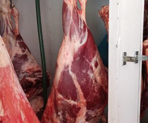 Kelkit Kurbanlık Alımında Güvenli ve Şeffaf Süreç: Etçi Kasap